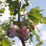 Zniszczenia w gospodarstwach sadowniczych / Krzysztof Bujnowicz / Radio Kielce