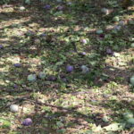 Zniszczenia w gospodarstwach sadowniczych / Krzysztof Bujnowicz / Radio Kielce