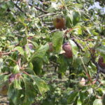 Zniszczenia w gospodarstwach sadowniczych / Krzysztof Bujnowicz / Radio Kielce