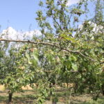 Zniszczenia w gospodarstwach sadowniczych / Krzysztof Bujnowicz / Radio Kielce