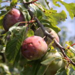 Zniszczenia w gospodarstwach sadowniczych / Krzysztof Bujnowicz / Radio Kielce