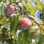 Zniszczenia w gospodarstwach sadowniczych / Krzysztof Bujnowicz / Radio Kielce