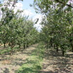 Zniszczenia w gospodarstwach sadowniczych / Krzysztof Bujnowicz / Radio Kielce