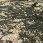 Zniszczenia w gospodarstwach sadowniczych / Krzysztof Bujnowicz / Radio Kielce