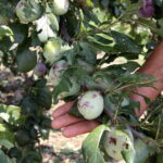 Zniszczenia w gospodarstwach sadowniczych / Krzysztof Bujnowicz / Radio Kielce