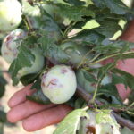 Zniszczenia w gospodarstwach sadowniczych / Krzysztof Bujnowicz / Radio Kielce