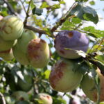 Zniszczenia w gospodarstwach sadowniczych / Krzysztof Bujnowicz / Radio Kielce