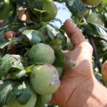 Zniszczenia w gospodarstwach sadowniczych / Krzysztof Bujnowicz / Radio Kielce