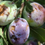 Zniszczenia w gospodarstwach sadowniczych / Krzysztof Bujnowicz / Radio Kielce