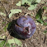 Zniszczenia w gospodarstwach sadowniczych / Krzysztof Bujnowicz / Radio Kielce