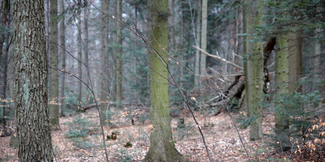 Na terenie prawie całego kraju duże zagrożenie pożarowe w lasach