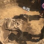 Odkrycie archeologiczne w Wilczycach / Grażyna-Szlęzak-Wójcik / Radio Kielce