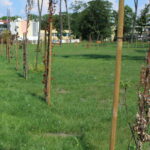 Skwer w Busku-Zdroju pomiędzy ulicą Starkiewicza, sanatorium Rafał, i aleją Topolową / Marta Gajda / Radio Kielce