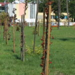 Skwer w Busku-Zdroju pomiędzy ulicą Starkiewicza, sanatorium Rafał, i aleją Topolową / Marta Gajda / Radio Kielce