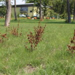 Skwer w Busku-Zdroju pomiędzy ulicą Starkiewicza, sanatorium Rafał, i aleją Topolową / Marta Gajda / Radio Kielce