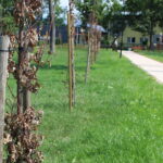 Skwer w Busku-Zdroju pomiędzy ulicą Starkiewicza, sanatorium Rafał, i aleją Topolową / Marta Gajda / Radio Kielce