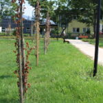 Skwer w Busku-Zdroju pomiędzy ulicą Starkiewicza, sanatorium Rafał, i aleją Topolową / Marta Gajda / Radio Kielce