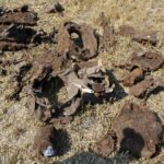 Pole miedzy Krzczonowem, a Kociną w gminie Opatowiec. Poszukiwania szczątków Liberatora B24L / Marta Gajda / Radio Kielce