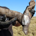 Pole miedzy Krzczonowem, a Kociną w gminie Opatowiec. Poszukiwania szczątków Liberatora B24L / Marta Gajda / Radio Kielce