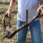 Pole miedzy Krzczonowem, a Kociną w gminie Opatowiec. Poszukiwania szczątków Liberatora B24L / Marta Gajda / Radio Kielce