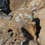 Pole miedzy Krzczonowem, a Kociną w gminie Opatowiec. Poszukiwania szczątków Liberatora B24L / Marta Gajda / Radio Kielce