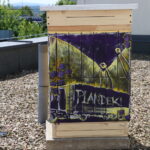 Pasieka miejska / UM Starachowice