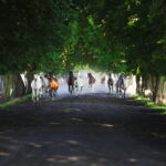 07.08.2019 Michałów. Stadnina koni. Konie / Jarosław Kubalski / Radio Kielce