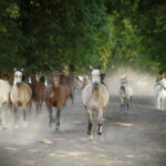07.08.2019 Michałów. Stadnina koni. Konie / Jarosław Kubalski / Radio Kielce