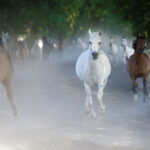 07.08.2019 Michałów. Stadnina koni. Konie / Jarosław Kubalski / Radio Kielce