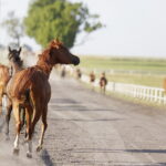 07.08.2019 Michałów. Stadnina koni. Konie / Jarosław Kubalski / Radio Kielce