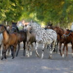 07.08.2019 Michałów. Stadnina koni. Konie / Jarosław Kubalski / Radio Kielce