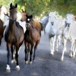 07.08.2019 Michałów. Stadnina koni. Konie / Jarosław Kubalski / Radio Kielce