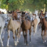 07.08.2019 Michałów. Stadnina koni. Konie / Jarosław Kubalski / Radio Kielce