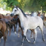 07.08.2019 Michałów. Stadnina koni. Konie / Jarosław Kubalski / Radio Kielce