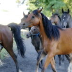 07.08.2019 Michałów. Stadnina koni. Konie / Jarosław Kubalski / Radio Kielce