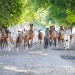 07.08.2019 Michałów. Stadnina koni. Konie / Jarosław Kubalski / Radio Kielce