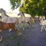 07.08.2019 Michałów. Stadnina koni. Konie / Jarosław Kubalski / Radio Kielce