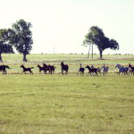 07.08.2019 Michałów. Stadnina koni. Konie / Jarosław Kubalski / Radio Kielce