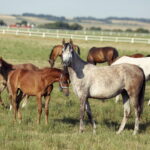 07.08.2019 Michałów. Stadnina koni. Konie / Jarosław Kubalski / Radio Kielce