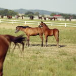 07.08.2019 Michałów. Stadnina koni. Konie / Jarosław Kubalski / Radio Kielce