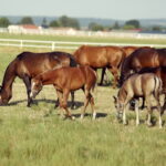 07.08.2019 Michałów. Stadnina koni. Konie / Jarosław Kubalski / Radio Kielce