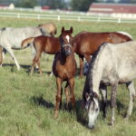 07.08.2019 Michałów. Stadnina koni. Konie / Jarosław Kubalski / Radio Kielce