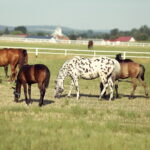 07.08.2019 Michałów. Stadnina koni. Konie / Jarosław Kubalski / Radio Kielce