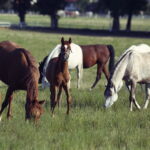 07.08.2019 Michałów. Stadnina koni. Konie / Jarosław Kubalski / Radio Kielce