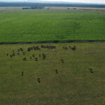 07.08.2019 Michałów. Stadnina koni. Konie / Jarosław Kubalski / Radio Kielce