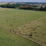 07.08.2019 Michałów. Stadnina koni. Konie / Jarosław Kubalski / Radio Kielce