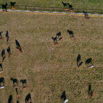 07.08.2019 Michałów. Stadnina koni. Konie / Jarosław Kubalski / Radio Kielce