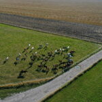 07.08.2019 Michałów. Stadnina koni. Konie / Jarosław Kubalski / Radio Kielce