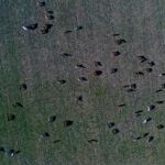 07.08.2019 Michałów. Stadnina koni. Konie / Jarosław Kubalski / Radio Kielce