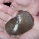 Łasica / arch. Karoliny Siedleckiej-Kowalczewskiej